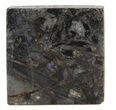 Rhynie Chert - Early Devonian Vascular Plant Fossils #44236-1